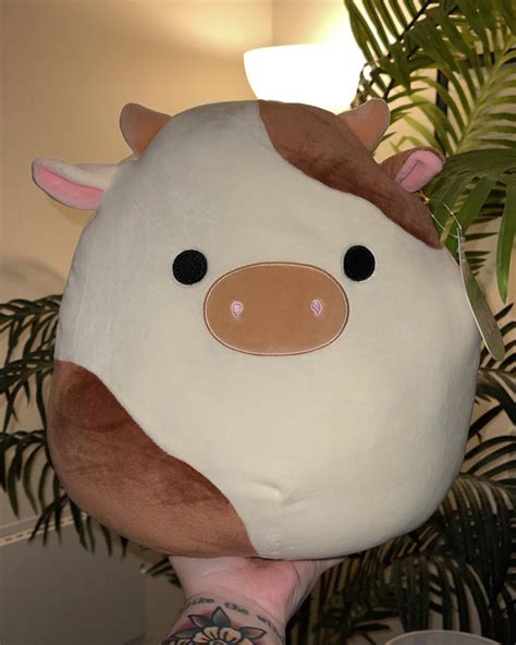 Ronnie the cow squishmallow 12 inch - Ronnie the Cow Squishmallow is one of over sixteen cows in the Squishmallow family. His sizes are 3.5, 5, 8, 12, 14, 16 (rare) and 24 inches, however, ...